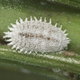 Illustration for article titled The Ultimate Symbiosis: Mealybugs have bacteria living inside their bacteria